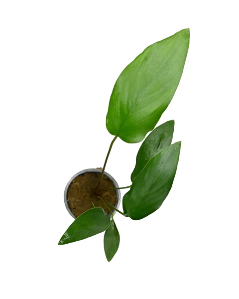 Anubias Hastifolia