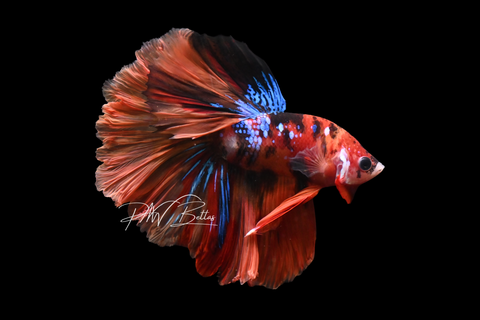 Koi Halfmoon Male Betta | M5037