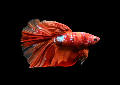Candy Nemo Halfmoon Male Betta | 5192