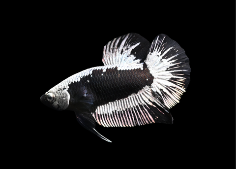 Samurai HMPK Male Betta | 5218