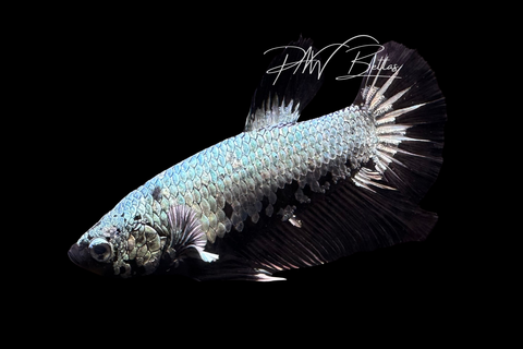 Black Dragon HMPK Male Betta | M4047