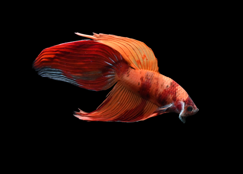 Nemo Veiltail Male Betta | 5193