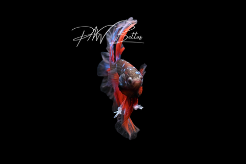 Avatar Halfmoon Male Betta | M5027