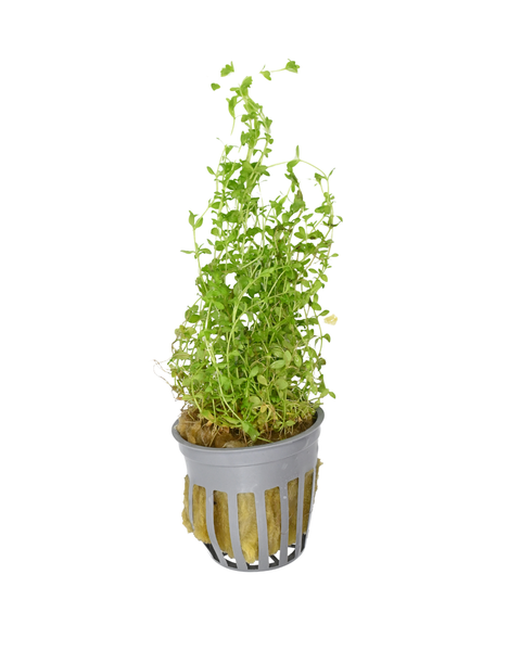 Pearl Weed | Hemianthus micranthemoides