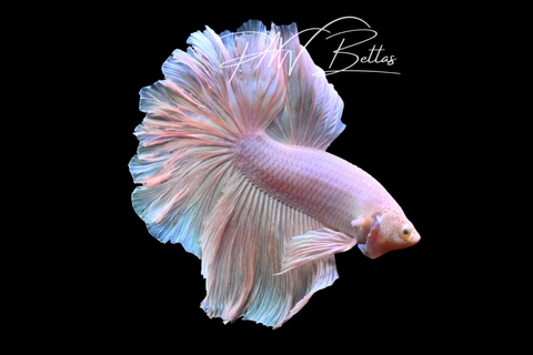 Pastel Halfmoon Male Betta | M5008