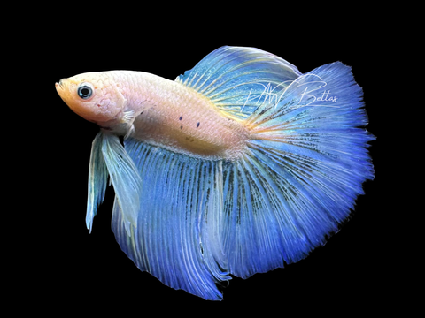 Pastel Halfmoon Male Betta | M3069