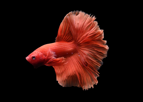 Super Orange Halfmoon Male Betta | 5258
