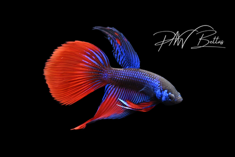 Blue Red Imbellis Long Fin Male | Franks Bettas Wild Type | FW119