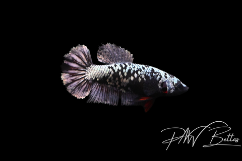 Copper Avatar HMPK Female Betta | 5138