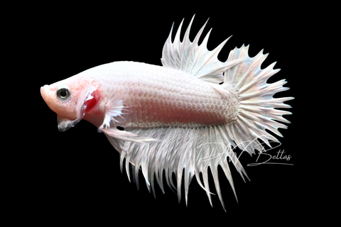 Platinum CTPK Male Betta | M2910