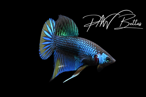 Green Yellow Imbellis Male | Franks Bettas Wild Type | FW119