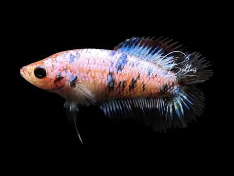 Koi DTCT Female Betta | F2304