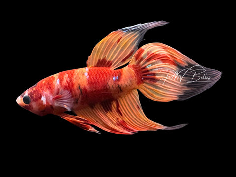 Nemo Veiltail Male Betta | M4028