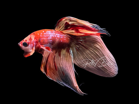 Nemo Veiltail Male Betta | M2866