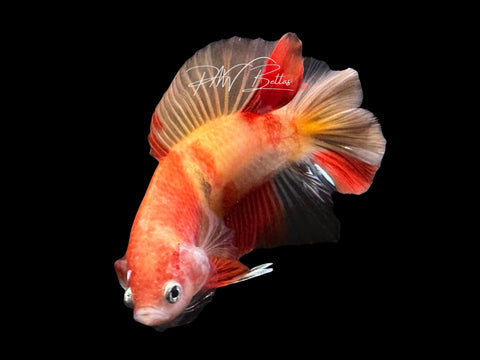 Nemo DTPK Male Betta | M2839