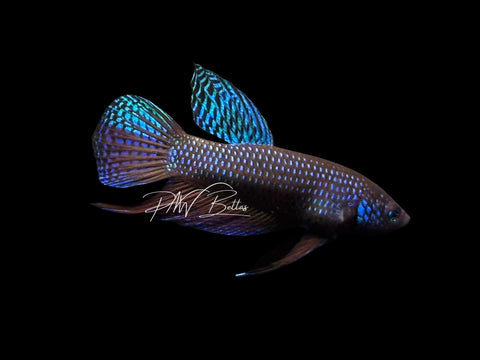 Smaragdina Guitar Male Betta | M3095