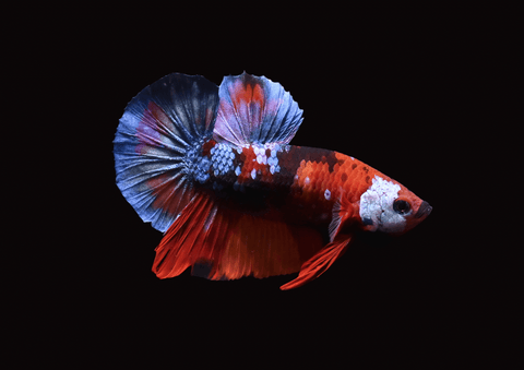 Koi Galaxy HMPK Male Betta | 5294