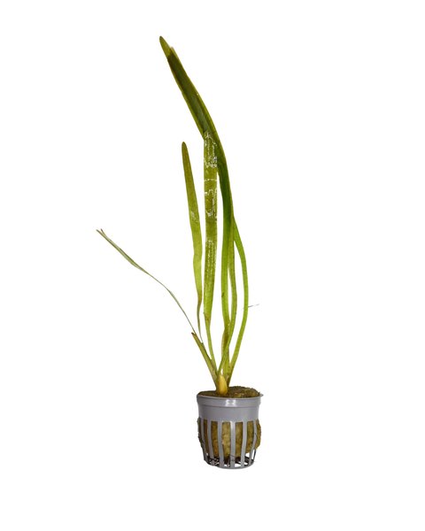 Jungle Vallisneria  | Vallisneria americana