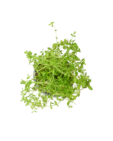 Pearl Weed | Hemianthus micranthemoides