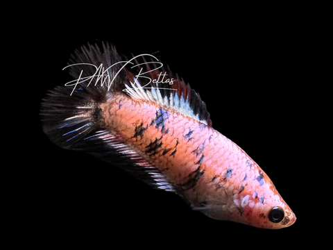 Koi DTCT Female Betta | F2304