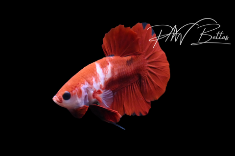 Red Marble HMPK Male Betta | M5108