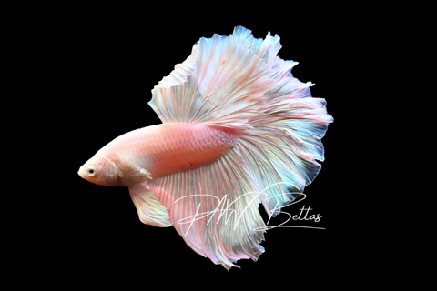 Pastel Halfmoon Male Betta | M5008