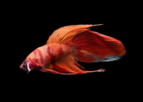 Nemo Veiltail Male Betta | 5193