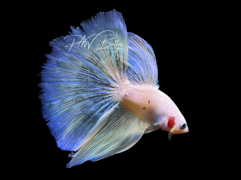 Pastel Halfmoon Male Betta | M3069