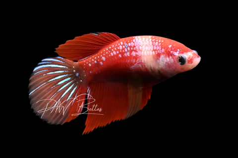 Candy Nemo Veiltail Female Betta | F2900
