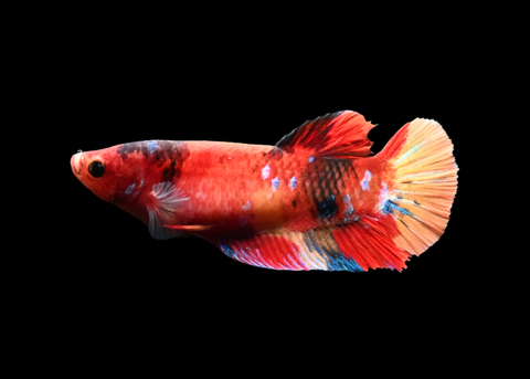 Nemo Koi HMPK Female Betta | 5276