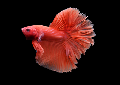 Super Orange Halfmoon Male Betta | 5258