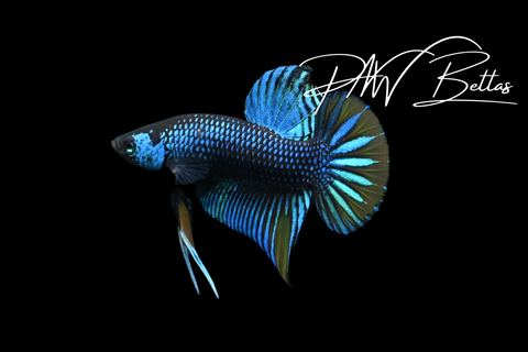 Green Yellow Imbellis Male | Franks Bettas Wild Type | FW119