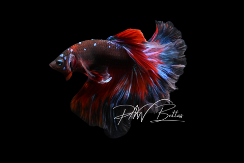 Avatar Halfmoon Male Betta | M5027