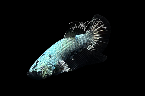 Black Dragon HMPK Male Betta | M4047