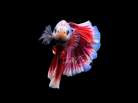 Marble Halfmoon Male Betta | Live Sale M8