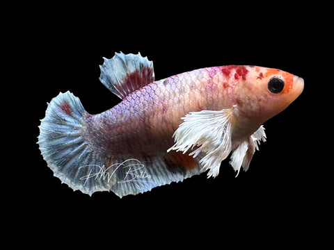 Candy Dumbo HMPK Female Betta | F4017