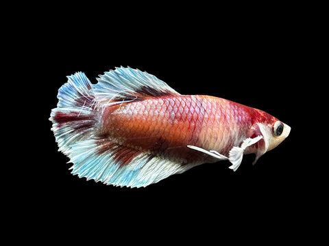 Candy Dumbo Halfmoon Female Betta | F2816