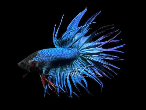 Blue Crowntail Male Betta | M3068