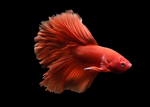 Super Orange Halfmoon Male Betta | 5258