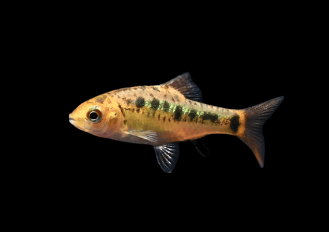 Gold Barb