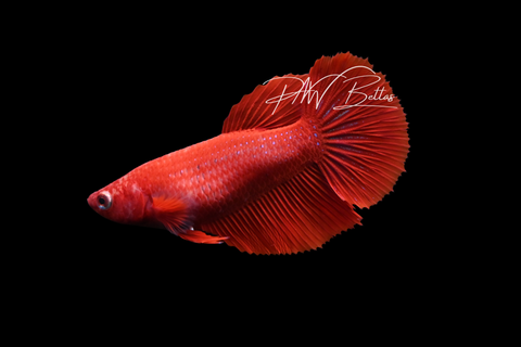 Red Halfmoon Female Betta | F4053