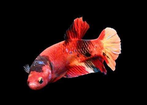 Nemo Koi HMPK Female Betta | 5276