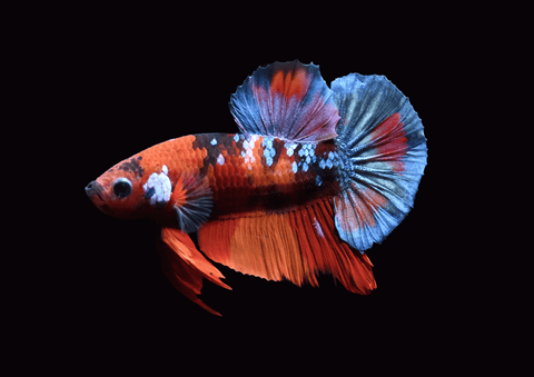 Koi Galaxy HMPK Male Betta | 5294