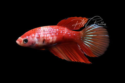 Candy Nemo Veiltail Female Betta | F2900