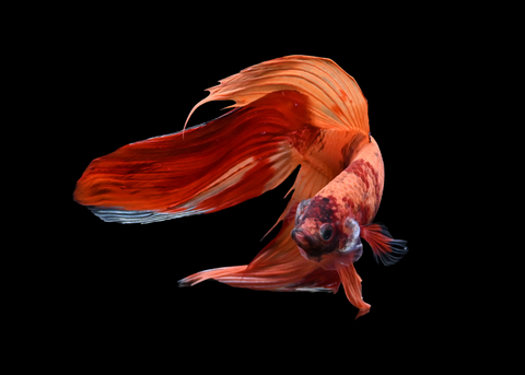 Nemo Veiltail Male Betta | 5178