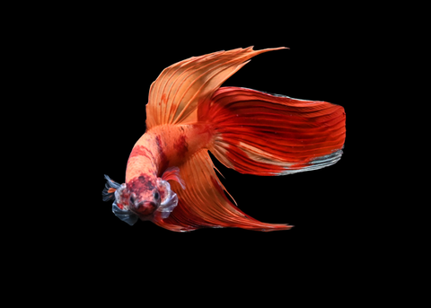 Nemo Veiltail Male Betta | 5193