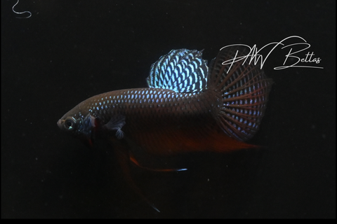 Smaragdina Guitar Carbon Male | Franks Bettas Wild Type | FW120
