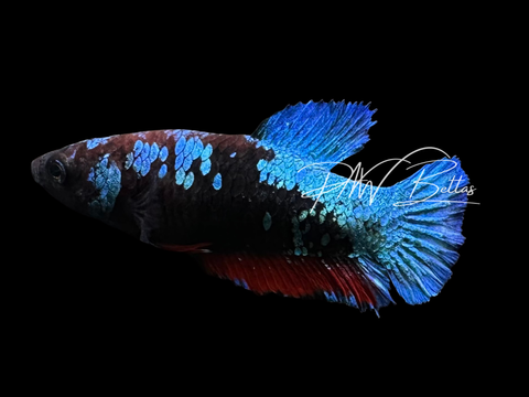 Avatar HMPK Female Betta | F2303