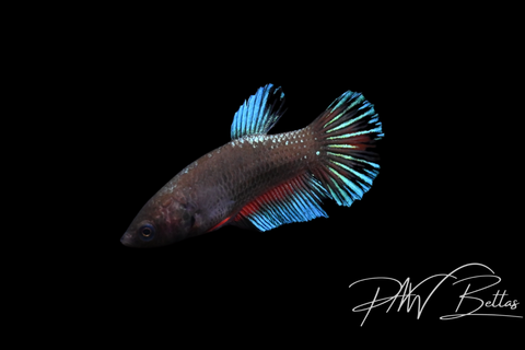 Blacklight HMPK Female Betta | 5139
