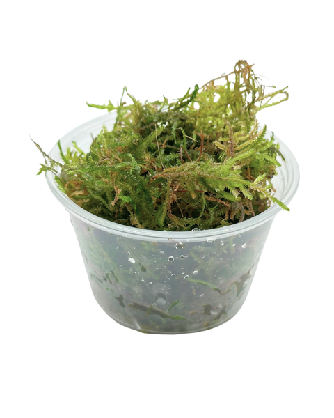 Christmas Moss | Vesicularia montagnei